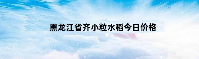 黑龙江省齐小粒水稻今日价格