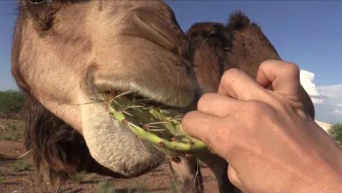 骆驼吃啥「骆驼吃啥食物」